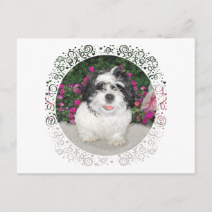 Carte Postale Sauvetage de chiot Shih Tzu noir et blanc