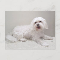 Sauvetage de Petit Chien Blanc (Maltais)