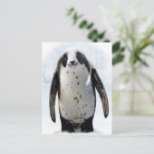 Carte Postale Sauvez le Panguin ! (Debout devant)