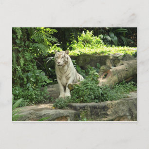 Carte Postale Sauvez le tigre blanc sauvage
