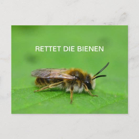 Carte Postale Sauvez les abeilles (Devant)