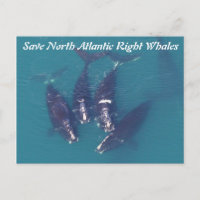 Sauvez les baleines noires de l'Atlantique Nord pa