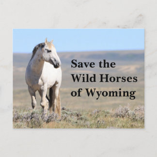 Carte Postale Sauvez les chevaux sauvages du Wyoming
