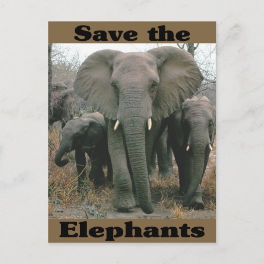 Carte Postale Sauvez les éléphants (Devant)
