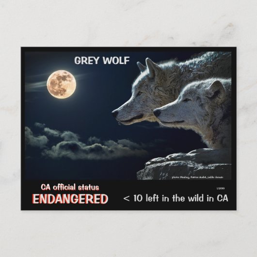 CARTE POSTALE SAUVEZ LES LOUPS ! - (Devant)