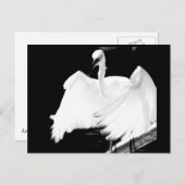 Carte Postale Sauvez les oiseaux de Floride (Devant / Derrière)