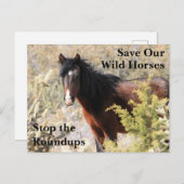 Carte Postale Sauvez nos chevaux sauvages (Devant / Derrière)