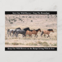Sauvez nos chevaux sauvages