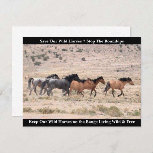 Carte Postale Sauvez nos chevaux sauvages (Devant / Derrière)