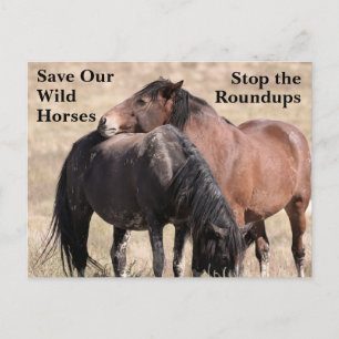 Carte Postale Sauvez nos chevaux sauvages