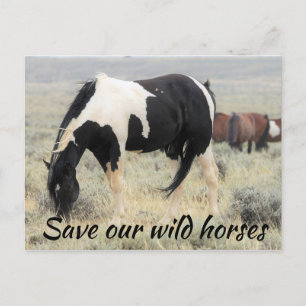 Carte Postale Sauvez nos chevaux sauvages