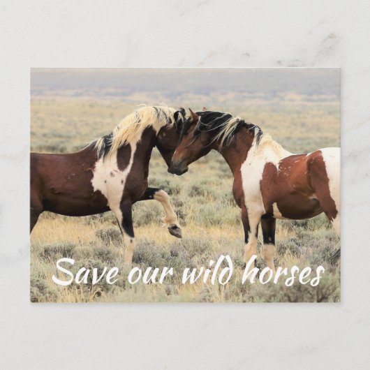 Carte Postale Sauvez nos chevaux sauvages (Devant)