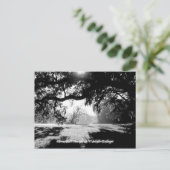 Carte Postale Savannah (Debout devant)