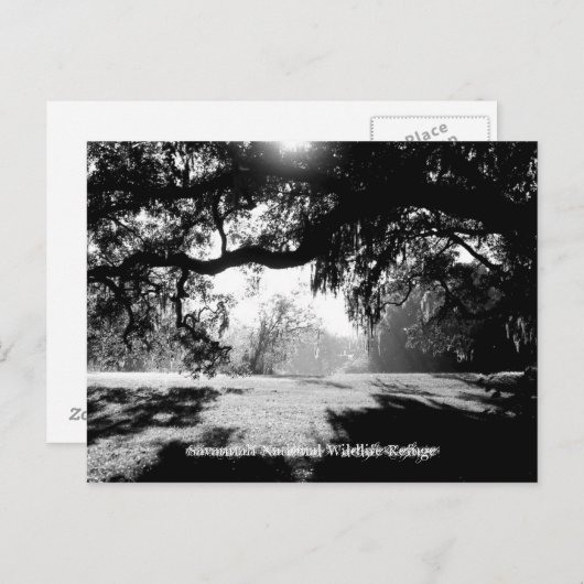 Carte Postale Savannah (Devant / Derrière)