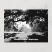 Carte Postale Savannah (Devant)