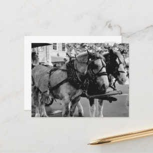 Carte Postale Savannah Chevaux de travail