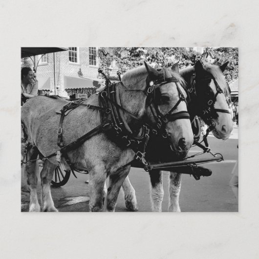 Carte Postale Savannah Chevaux de travail (Devant)