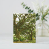 Carte postale Savannah Georgia (Debout devant)