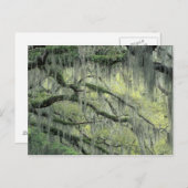 Carte Postale Savannah, Géorgie, arbre Live Oak drapé de (Devant / Derrière)