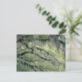 Carte Postale Savannah, Géorgie, arbre Live Oak drapé de (Debout devant)