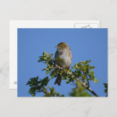 Carte Postale Savannah Gorgeous (Devant / Derrière)