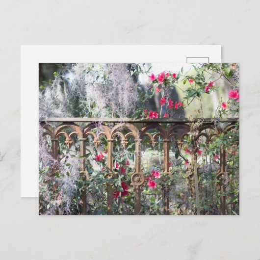 Carte postale Savannah Laurel Grove (Devant / Derrière)