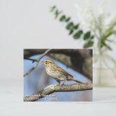 Carte Postale Savannah Sparrow (Debout devant)