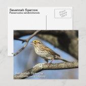 Carte Postale Savannah Sparrow (Devant / Derrière)