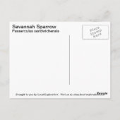 Carte Postale Savannah Sparrow (Dos)