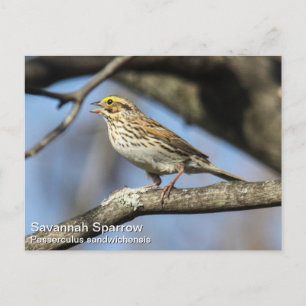 Carte Postale Savannah Sparrow