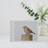 Carte Postale Savannah Sparrow (Debout devant)