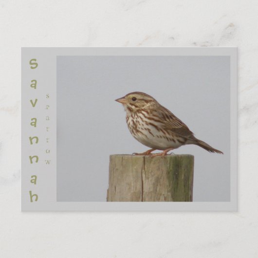 Carte Postale Savannah Sparrow (Devant)