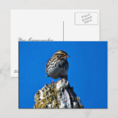 Carte Postale Savannah Sparrow (Devant / Derrière)
