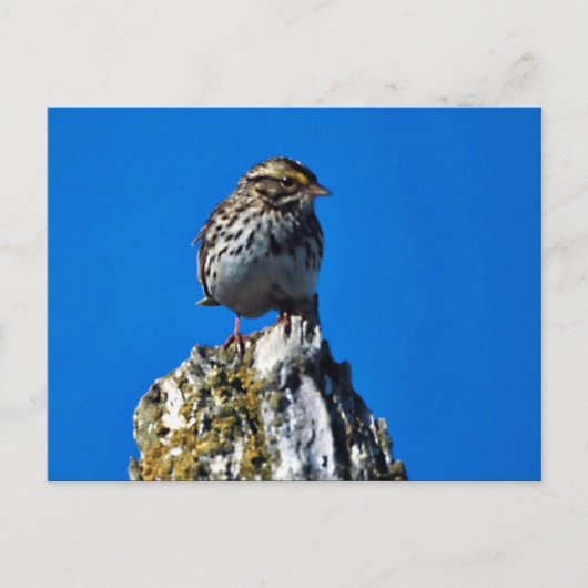 Carte Postale Savannah Sparrow (Devant)
