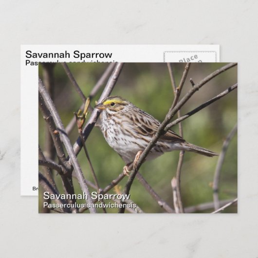 Carte Postale Savannah Sparrow (Devant / Derrière)