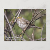 Carte Postale Savannah Sparrow (Devant)