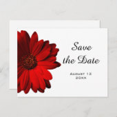 Carte postale "Save the Date" au Gérbera rouge (Devant / Derrière)