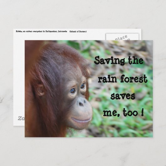 Carte postale Save Wildlife and Rainforest (Devant / Derrière)