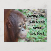 Carte postale Save Wildlife and Rainforest (Devant)