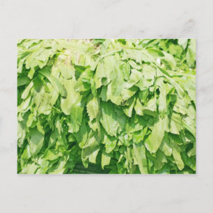 Carte Postale Sawtooth Coriander - Eryngium foetidum arrière - p