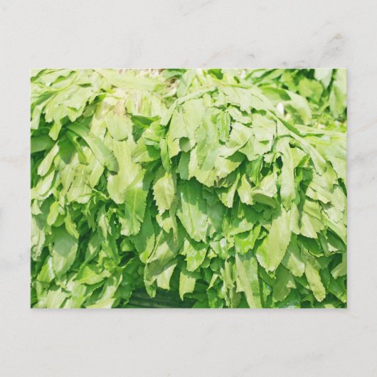 Carte Postale Sawtooth Coriander - Eryngium foetidum arrière - p (Devant)