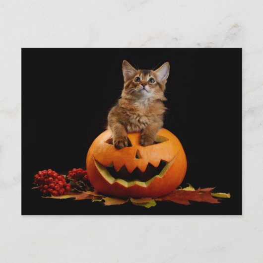 Carte Postale Scandale Halloween Citrouille Et Somalien Kitten (Devant)
