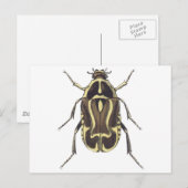 Carte Postale Scarab beetle (Devant / Derrière)