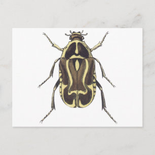 Carte Postale Scarab beetle