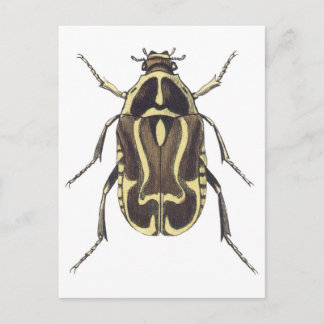 Carte Postale Scarab Beetle