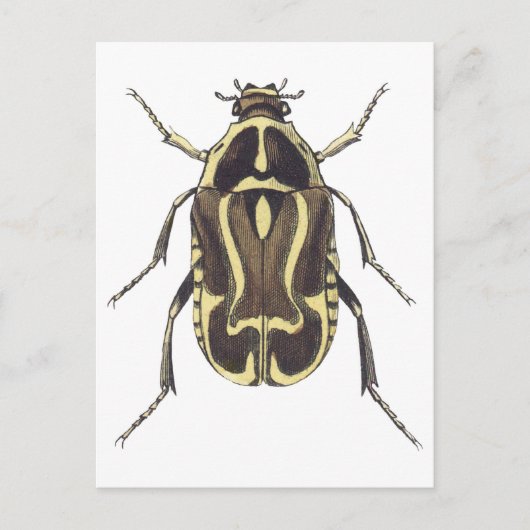 Carte Postale Scarab Beetle (Devant)