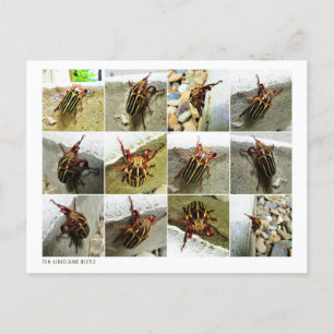 Carte Postale Scarab juin insecte du scarabée Big Bug