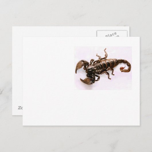 Carte postale Scaremail (Scorpion) (Devant / Derrière)