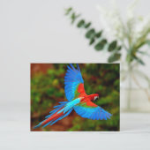Carte Postale Scarlet coloré Macaw en vol (Debout devant)