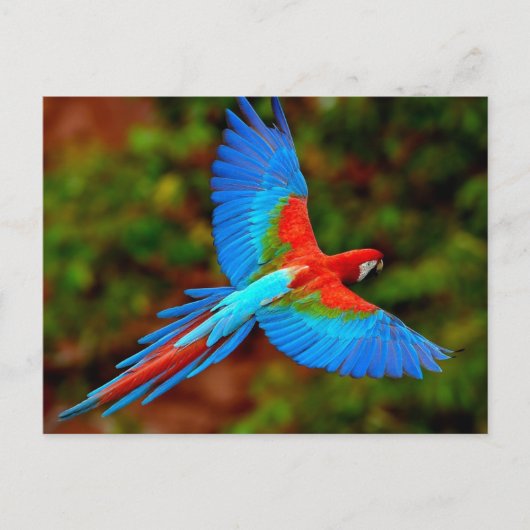 Carte Postale Scarlet coloré Macaw en vol (Devant)